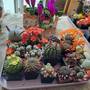 Výstava kaktusů a sukulentů 2024 2