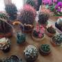 Výstava kaktusů a sukulentů 2024 9